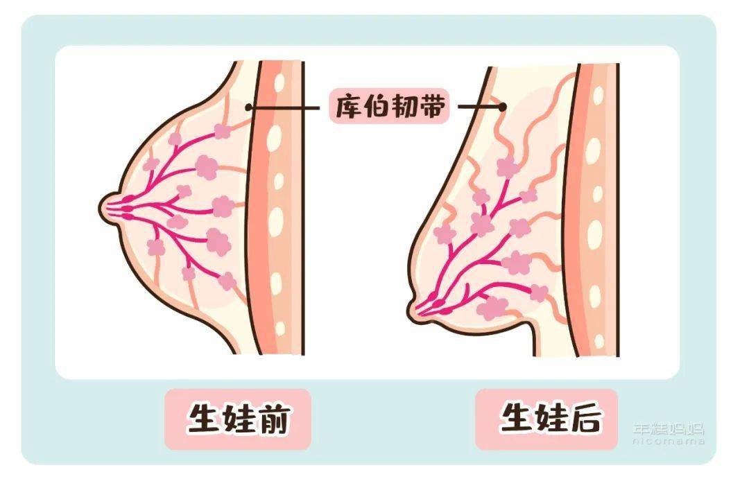 很简单,从怀孕到哺乳期结束,受到激素的影响,大家的胸部会不断增大