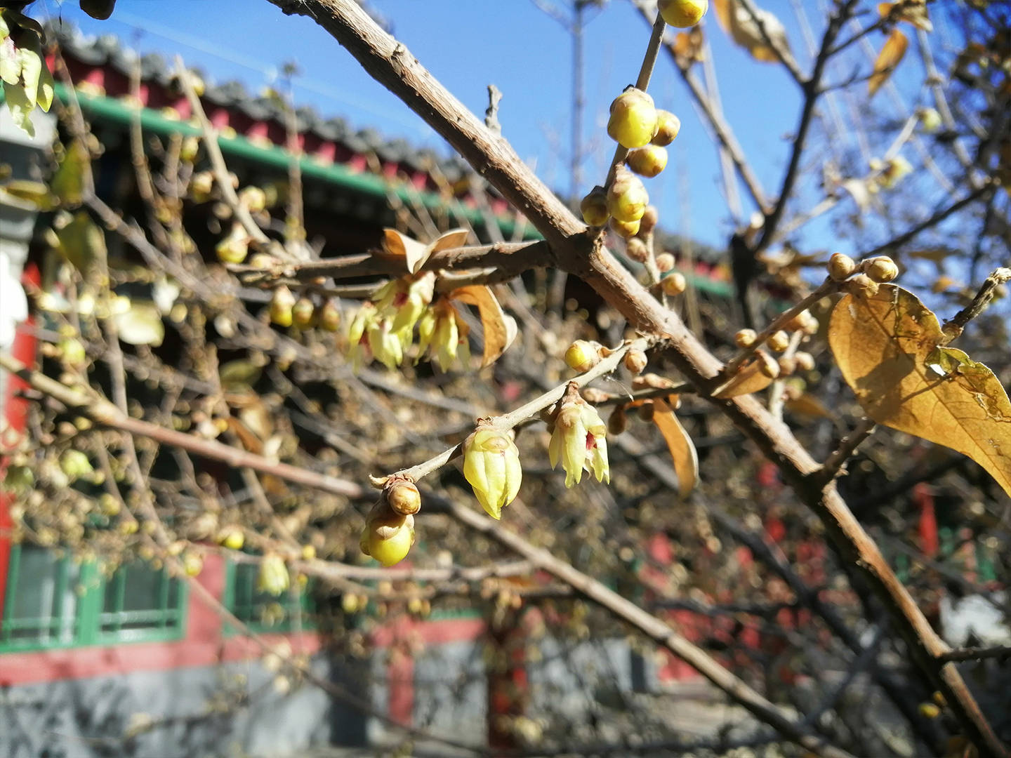 郭沫若纪念馆腊梅盛开