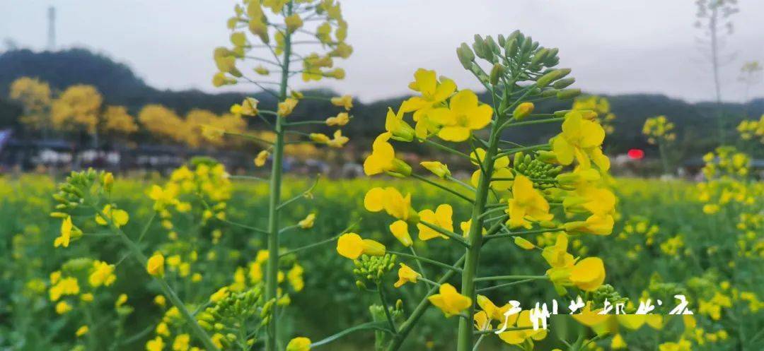 遍地金黄红山村百亩油菜花盛放