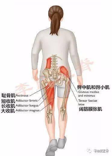 从以下的图看出,臀中肌,腰方肌协调会造成两边的髂骨不对等,两边不