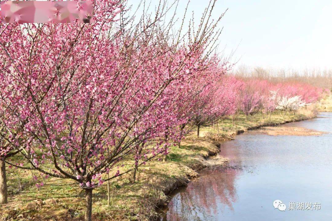 春游巢湖系列之庙岗乡清水湾梅花园