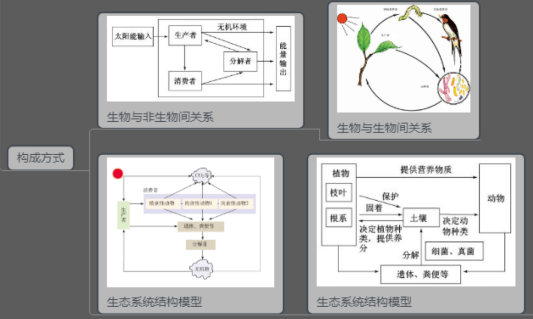 高三二轮复习学生思维导图分享生态系统及其稳定性