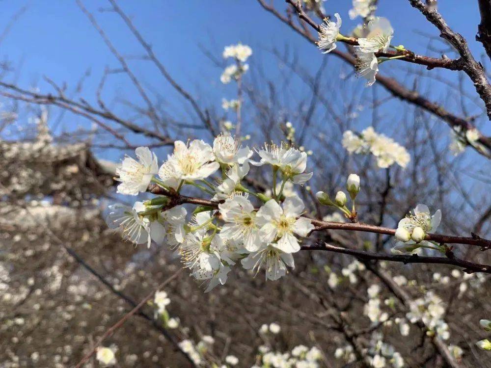 漫步在近千亩的李花树间,颇有"遥知不是雪,为有暗香来"的意境,让人不