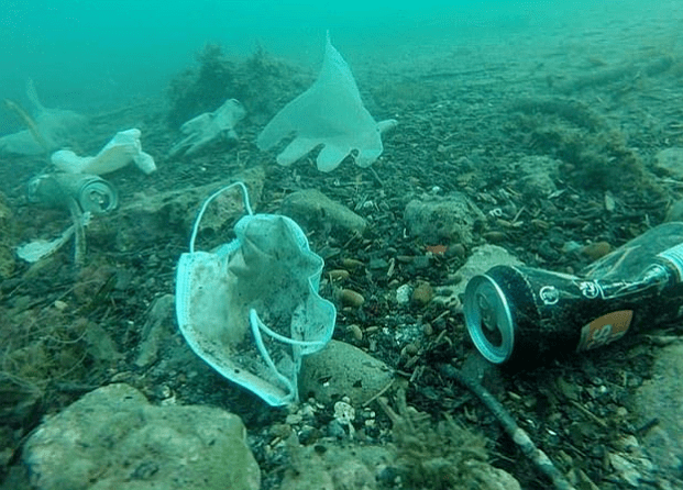 它们慢慢潜入大海,轻而易举地几千年的海洋生物"一举拿下".