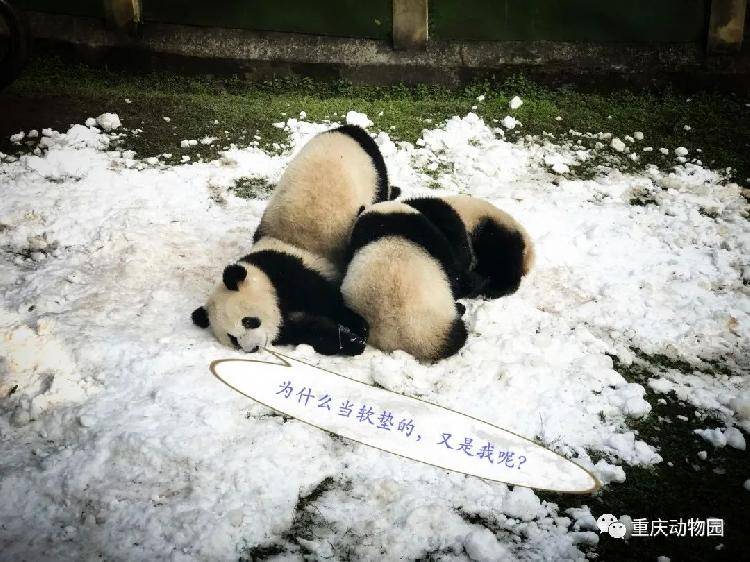 嗨皮!重庆大熊猫第一次耍雪,场面一度萌到失控