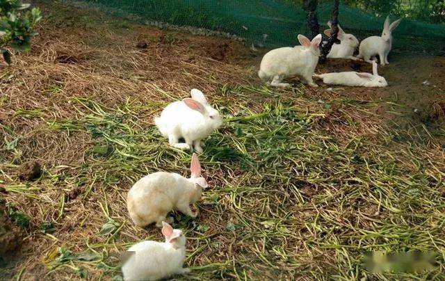 该病多发生在50日龄以上的兔子,潜伏期为1~3天.