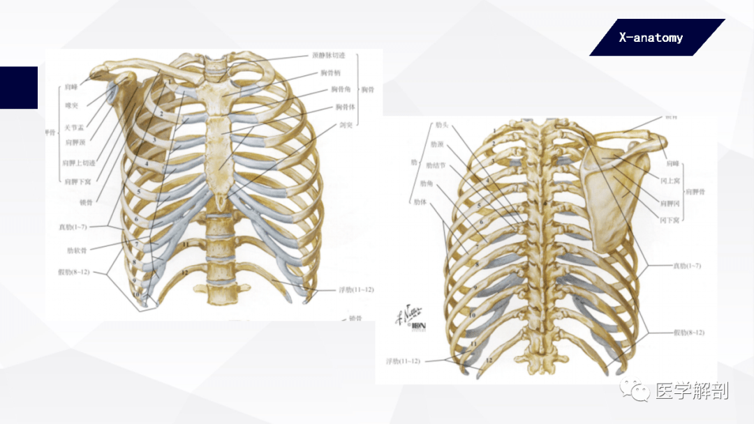 人体解剖学中轴骨及其连结躯干骨的连结