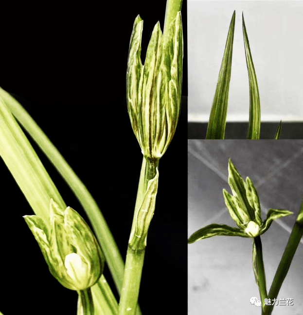 魅力兰花之兰花赏析芳姿丽质更妖娆秋水精神瑞雪标花叶双艺多艺兰花