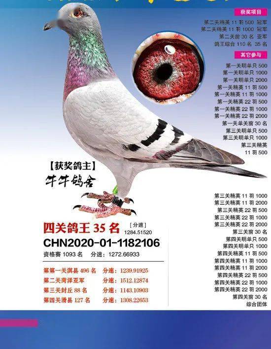 作出天津开创总冠军,北京开创总亚军,这个鸽舍牛!