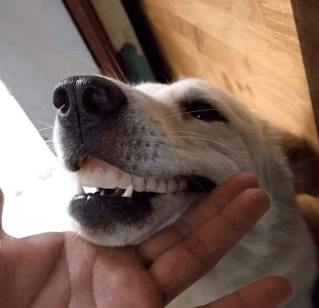 奶奶找了半天假牙,却发现在狗狗嘴里,您别说,狗子戴上