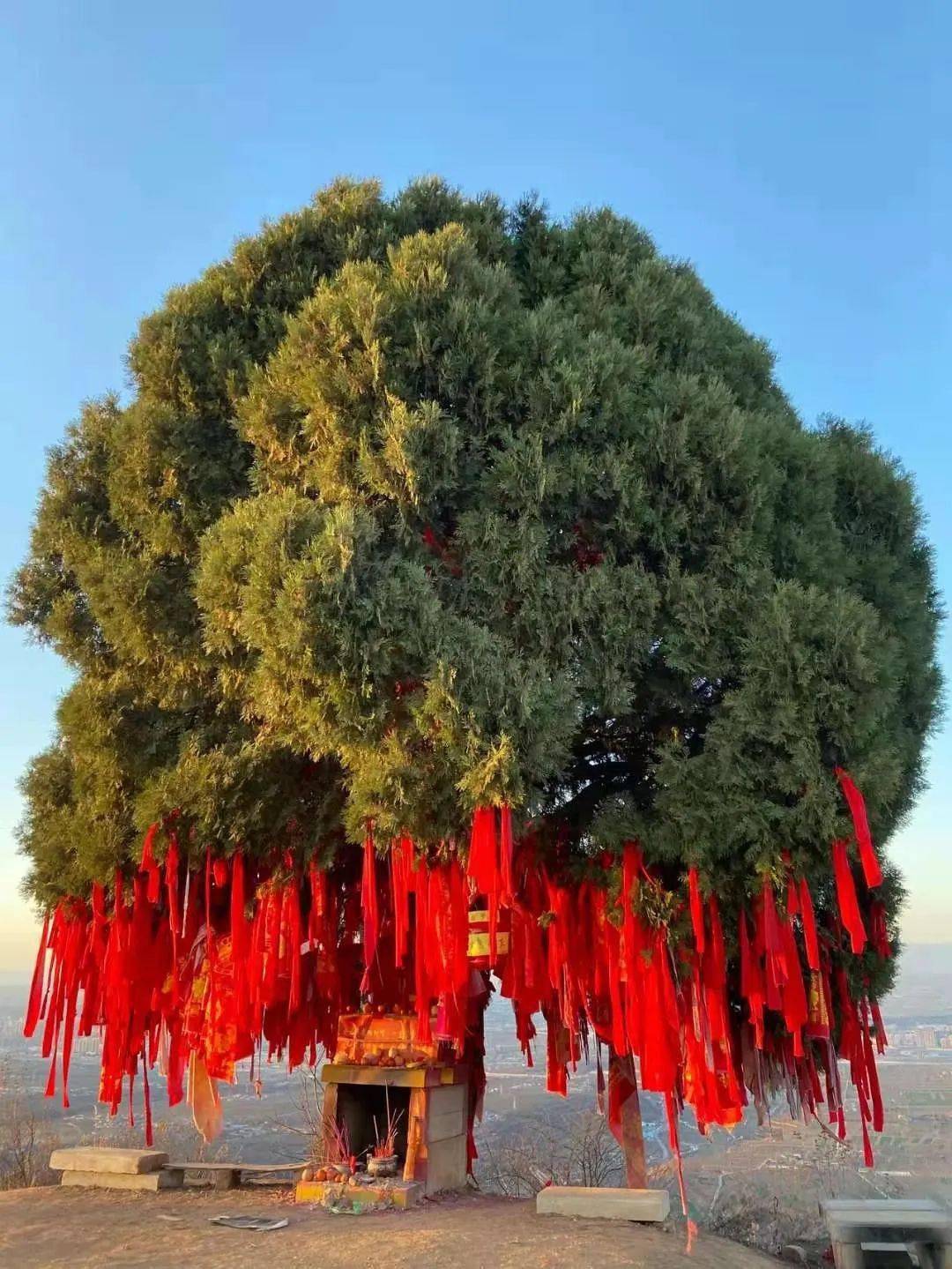 秦岭神树,水库,滑翔伞.秒变网红打卡地