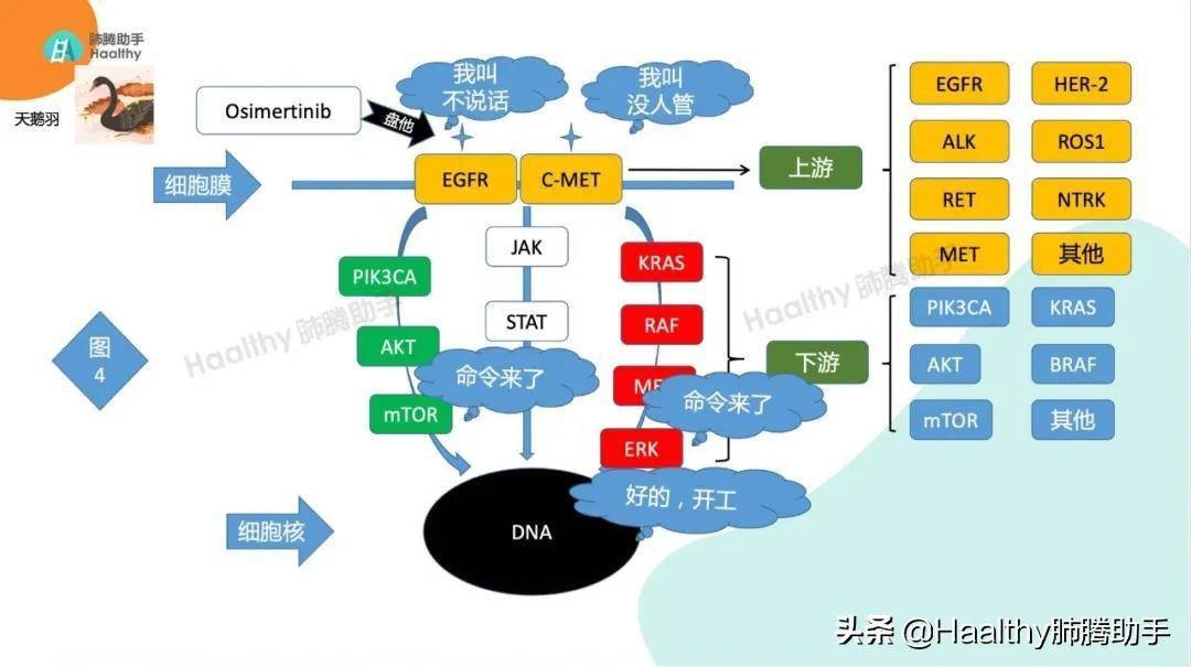 肺癌九大驱动基因你知道上游和下游基因怎么分吗