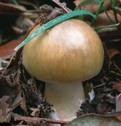 蓬江区市场监督管理局提醒您:春季小心野生毒蘑菇,河豚鱼中毒!