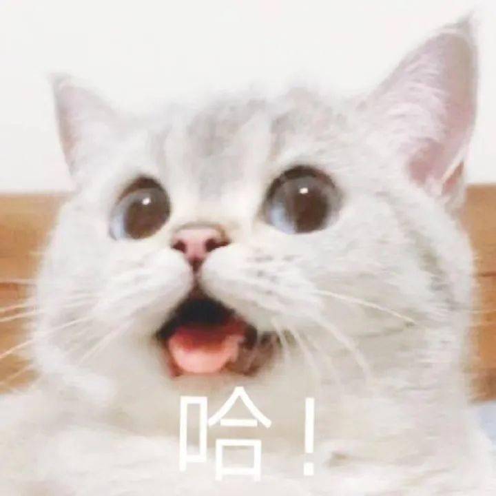【沙雕表情包】猫咪臭娜娜表情包