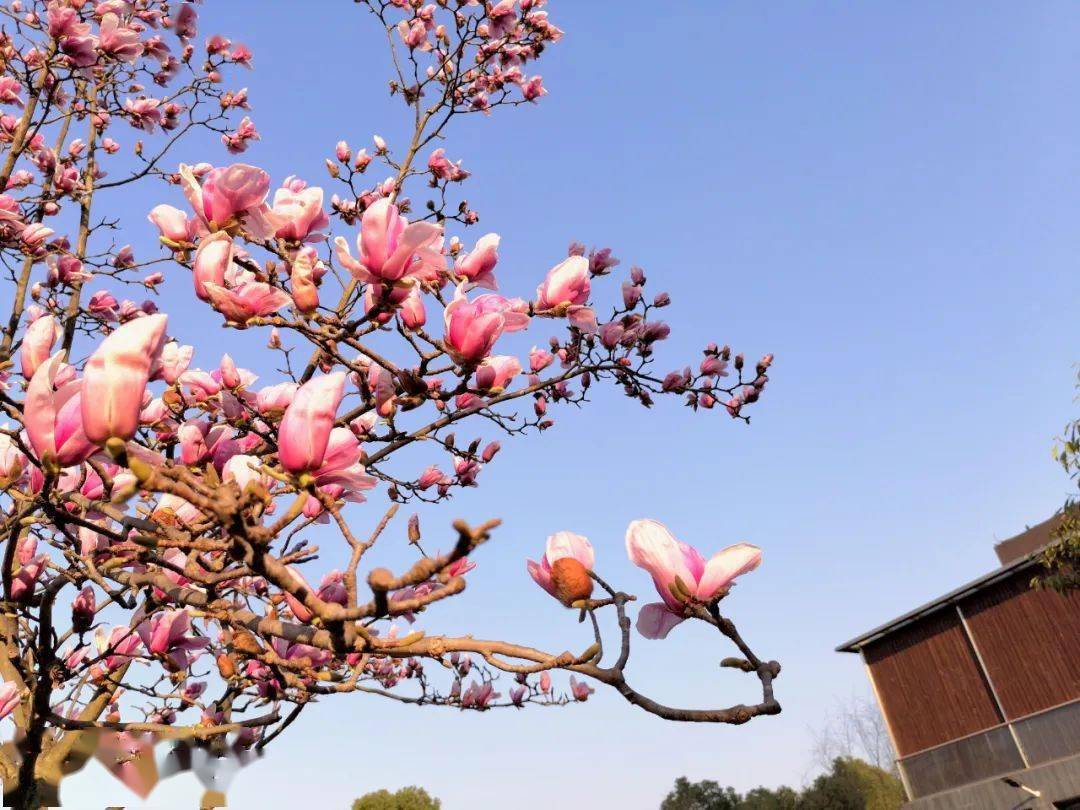 公园真是踏春好时节阳光暖暖,春意正浓这几天的京山莫负春光赏花时