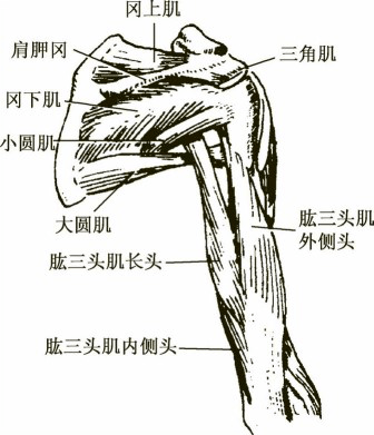 肩膀痛一定是肩周炎吗?