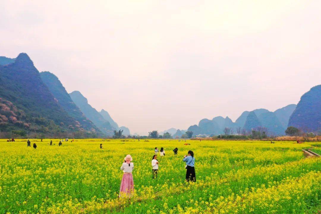 油菜花齐齐绽放桂林市秀峰区甲山街道遇龙路田心里村这个桂林的"明亮