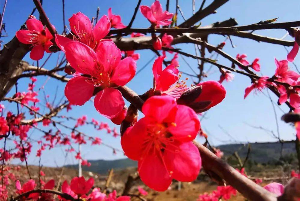 春风吹,桃花开!