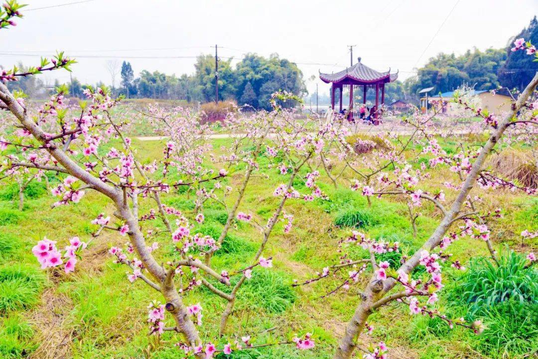 2021潼南"醉美桃花季"桃花节开幕_郭坡村