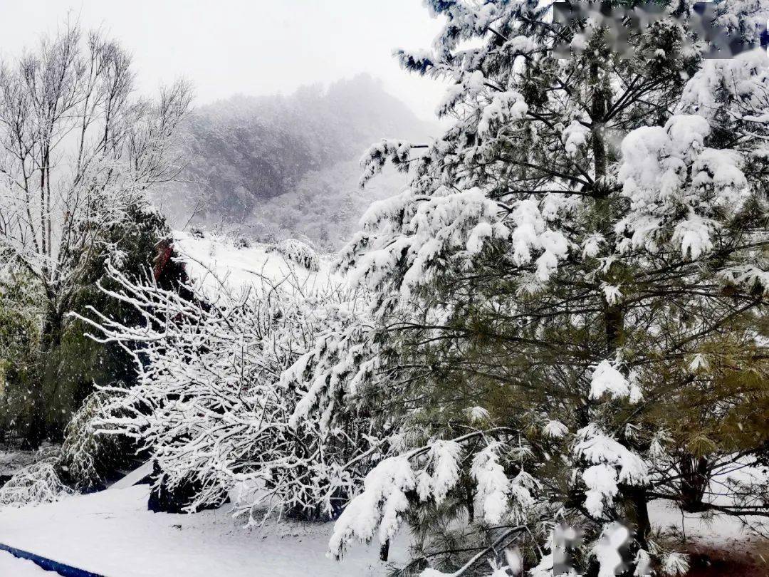 回冬天 随着寒意袭来 紫柏山又下起了雪 目光所及都是白茫茫的一片