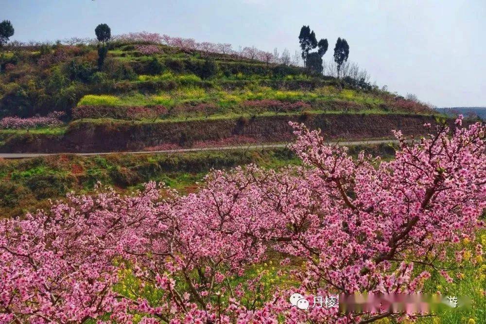 下一站我们来到齐乐镇梅湾村的国家3a级旅游景区—丹棱·桃花源景区