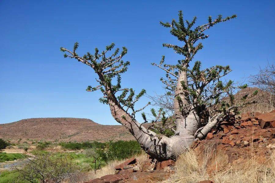 物种日历 | 棒槌树属 pachypodium lealii 利亚棒槌