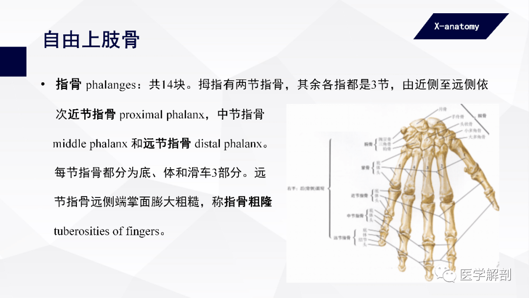 人体解剖学:附肢骨及其连结 上肢骨
