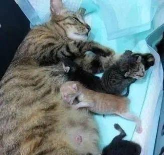 猫咪怀孕65天还没生主人急坏这天回家看到小奶猫时傻眼了