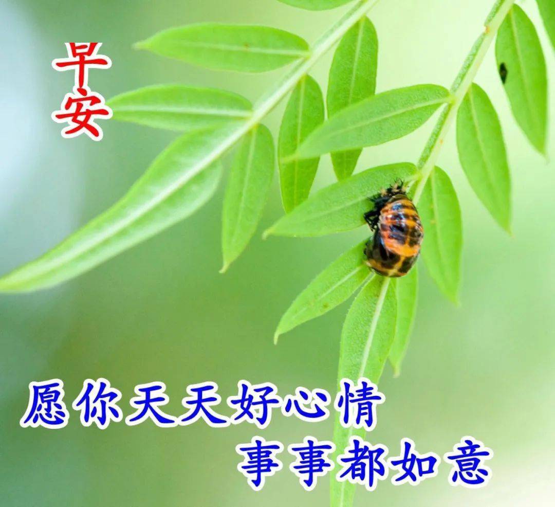中午好图片新版2021,中午好最新精美图片 2021春天早上好动态图片带字,2021最新早上好漂亮图片