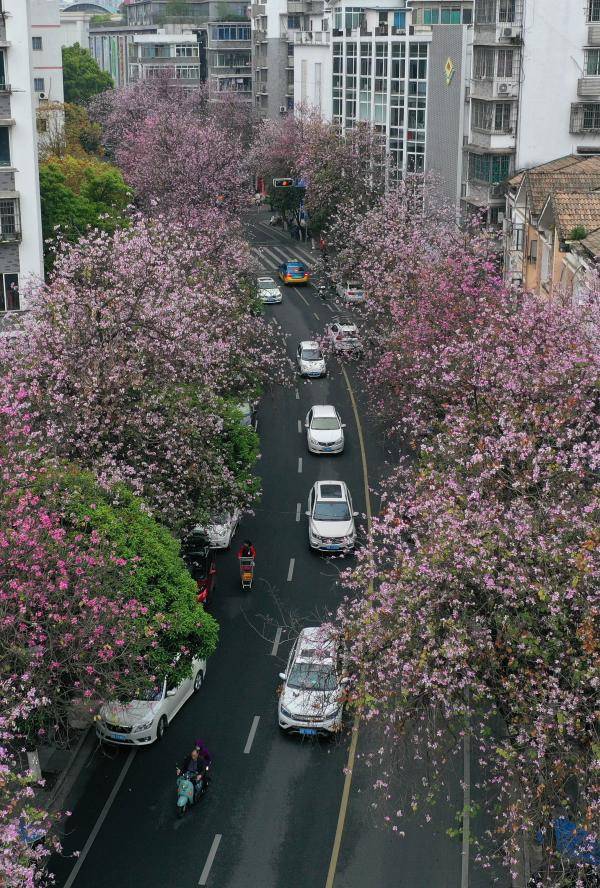 汽车在洋紫荆盛开的柳州市弯塘路上行驶(无人机照片,2月28日摄.