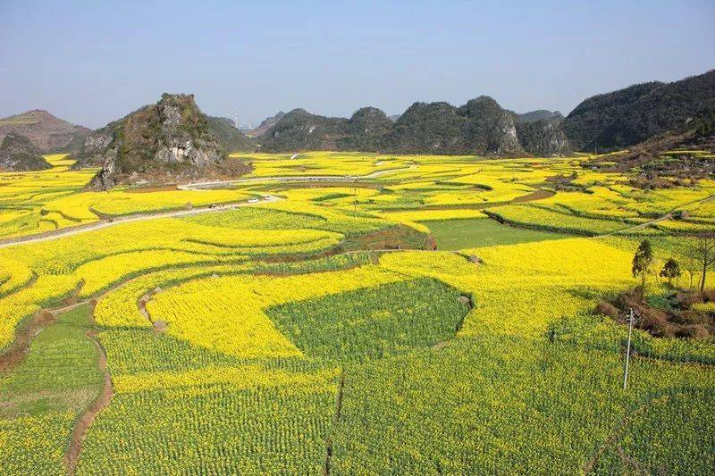 阳春三月 相约抵簸|去油菜花海中徜徉_木岗镇