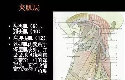 低头转头功能受限 第二组:颈椎和颈胸交界部 紧张(缩短)肌肉: 颈长肌