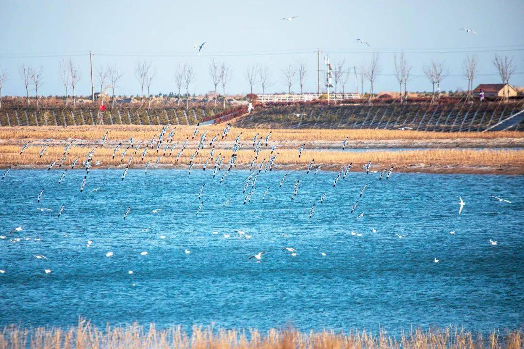 【美图欣赏】两城河口湿地公园 美景不容错过