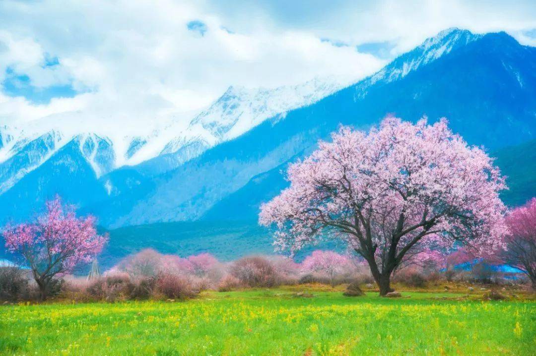 三月,想约你一起去西藏看桃花!