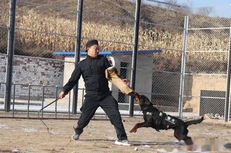 会宁警犬基地┃训练,训练,再训练