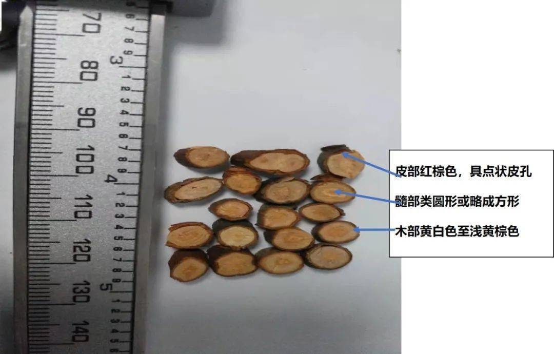 药师说药浅谈桂枝