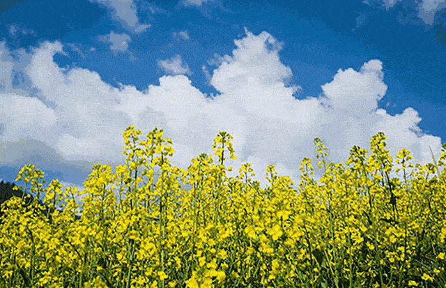 春光明媚 油菜花已经成了这片土地上的