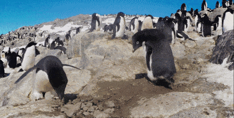 企鹅这些年骗得我们好苦它们根本不是什么好鹅