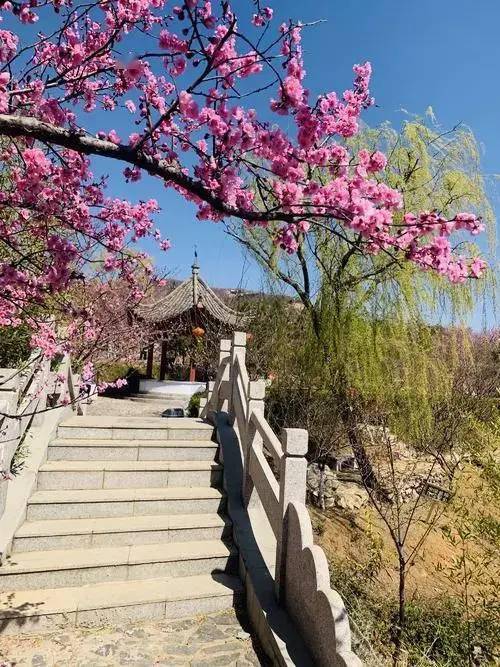 在那花儿盛开的地方,我们相约雪山梅园赏梅吧