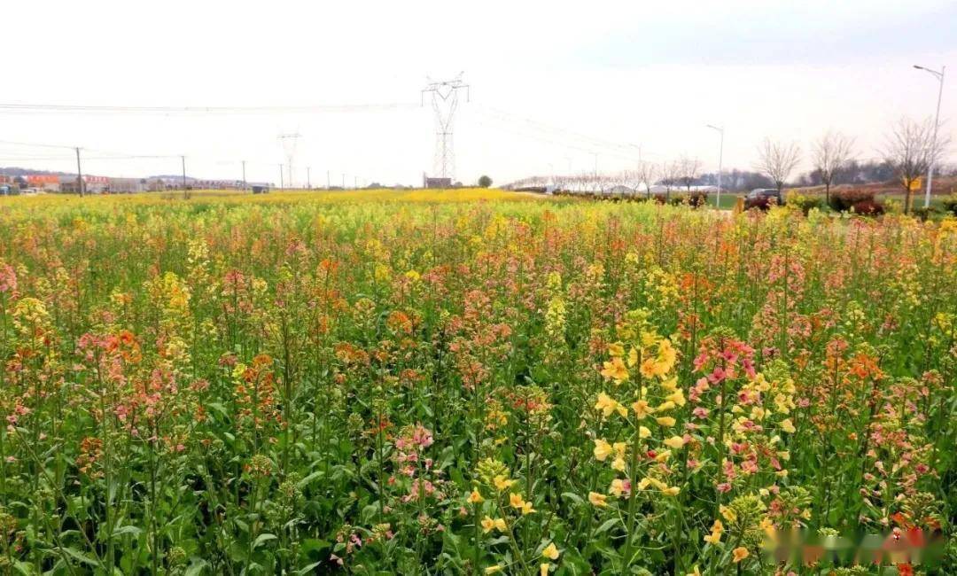 江夏五里界七彩油菜花开了