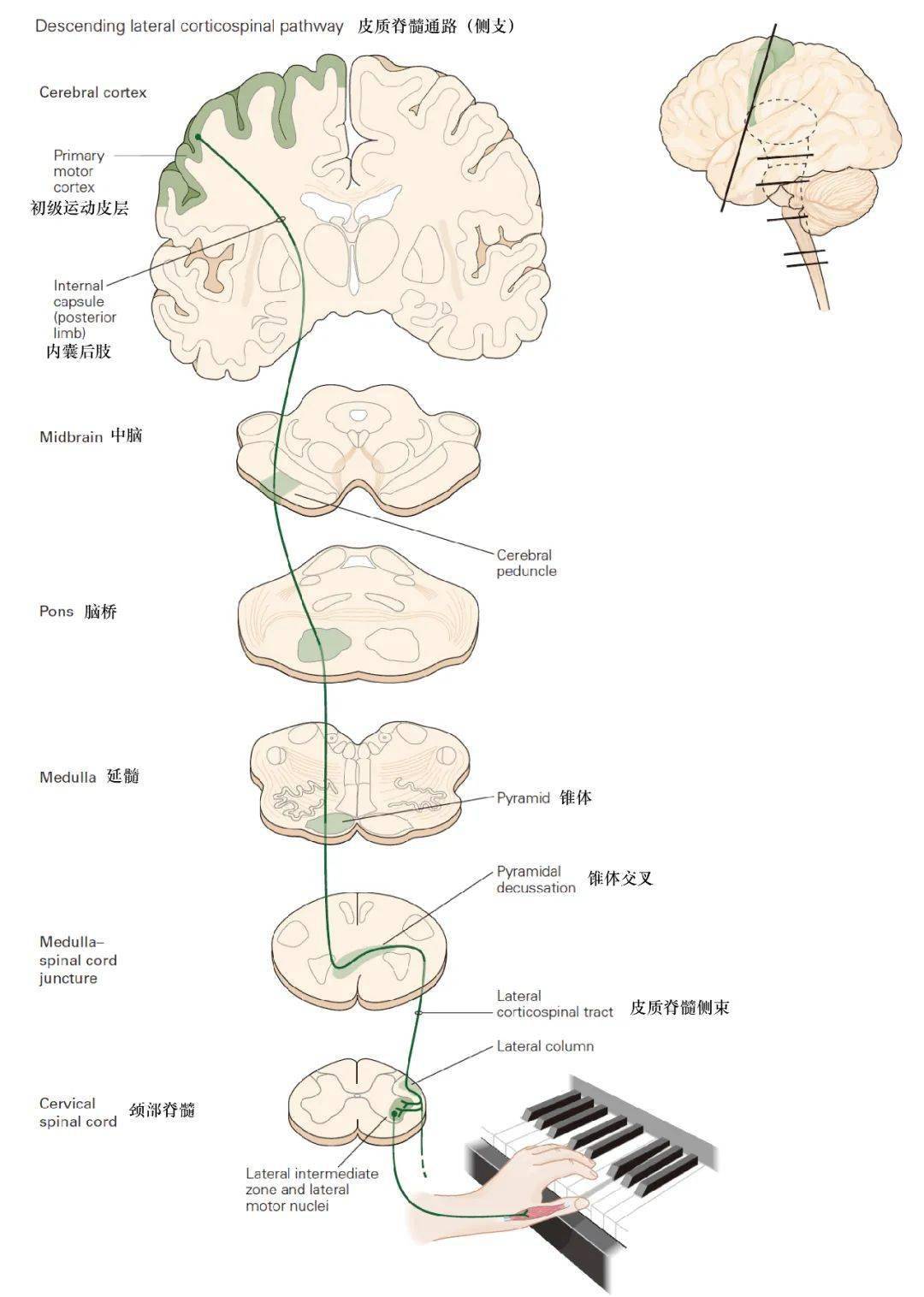 黑白键vs灰白质弹钢琴如何让脑与众不同