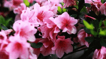 余杭早春赏花地图,第二弹绝美来袭!