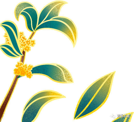 茉莉精油 // jasminum sambac