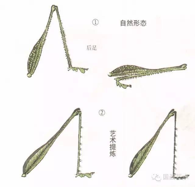 蝈蝈的工笔和写意画法_结构