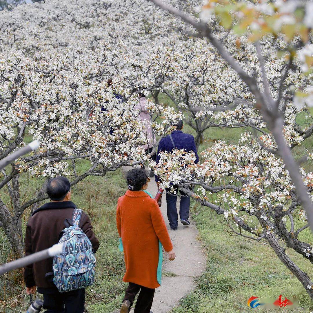 隆昌最新"赏花指南"来啦_胡家镇