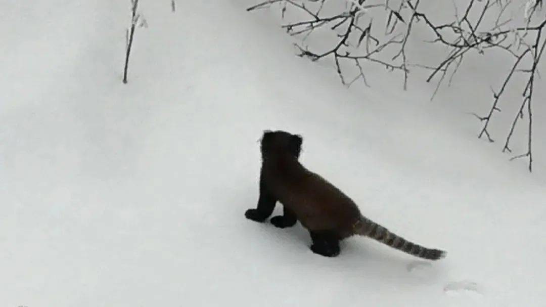 超治愈!瓦屋山小熊猫在雪地里卖萌,颜值惊人