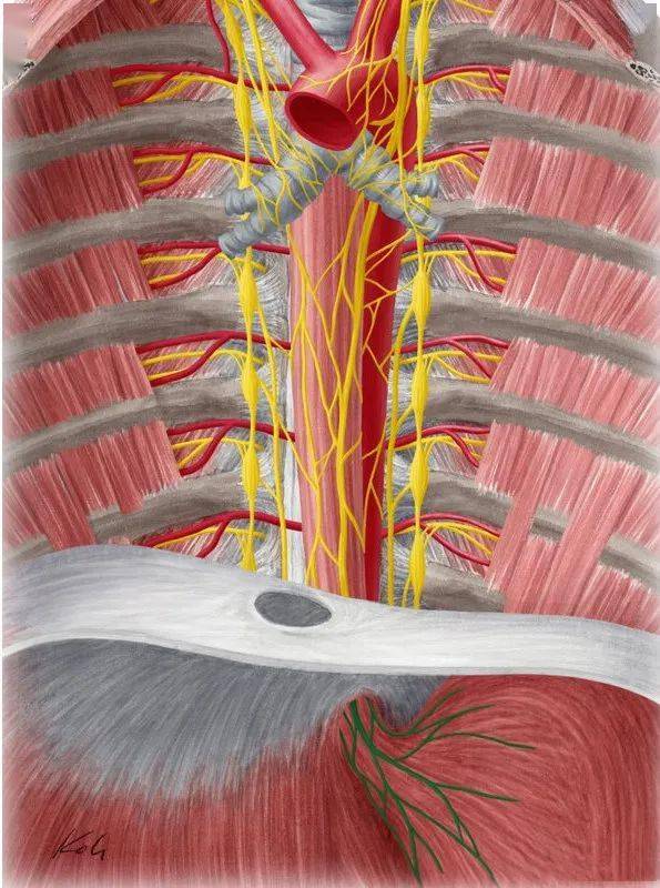 自主神经丛|腹腔丛