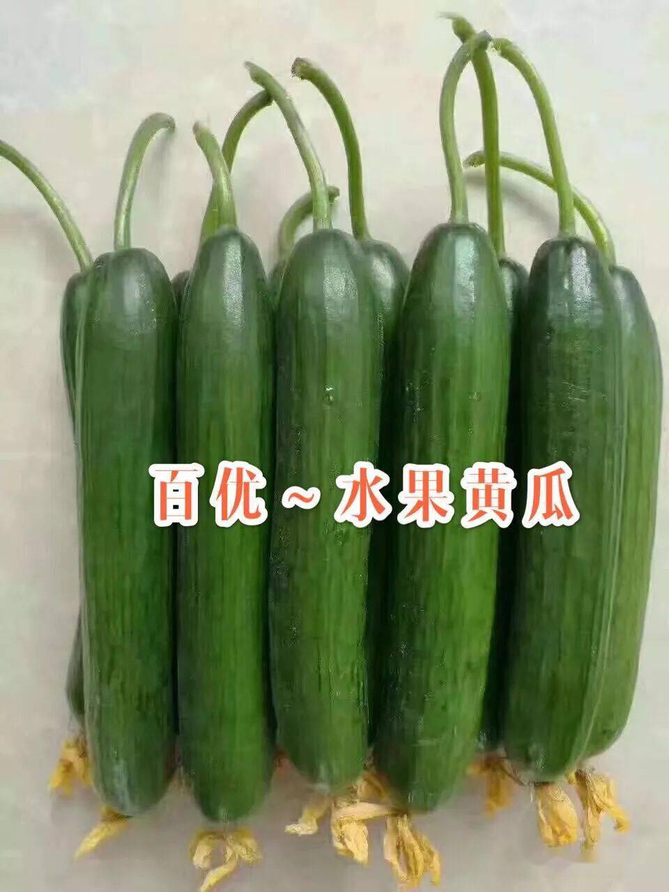 百优|杂优大吊瓜(水果黄瓜)