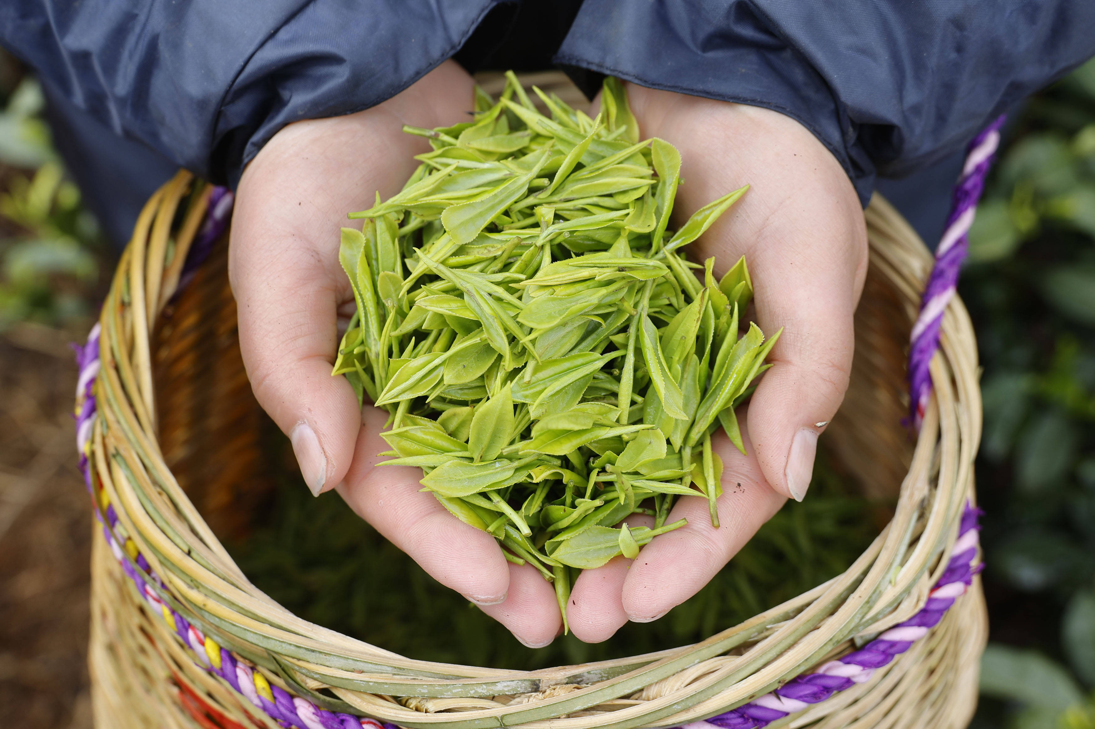 畲乡春早茶飘香