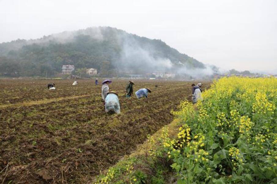 (3月3月上午,东安县紫溪市镇大源烟叶工场烟农们正在从大棚内搬运烟苗